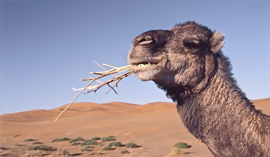 When there is no food available the fat in the hump of camels converts to energy and water so the camel can live.
