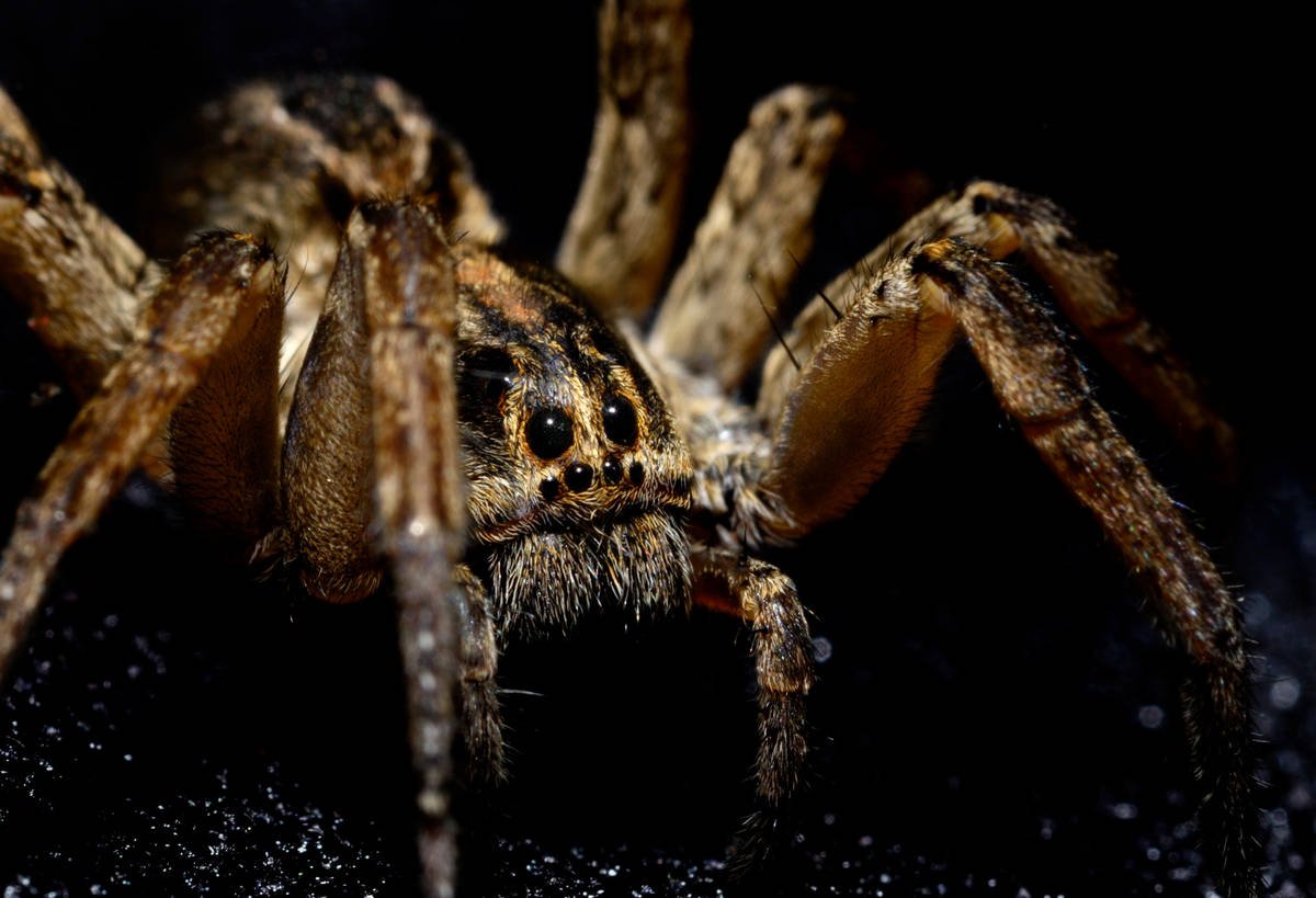 Wolf spiders can run at speeds of up to 2 feet per second.