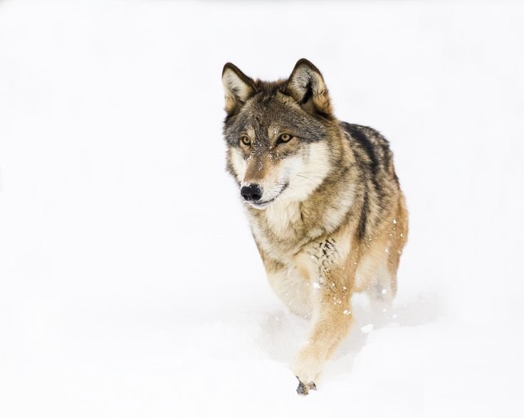 Wolf walk at a speed of almost 4 miles per hour.