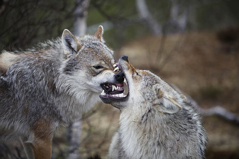 Wolves have 42 teeth.