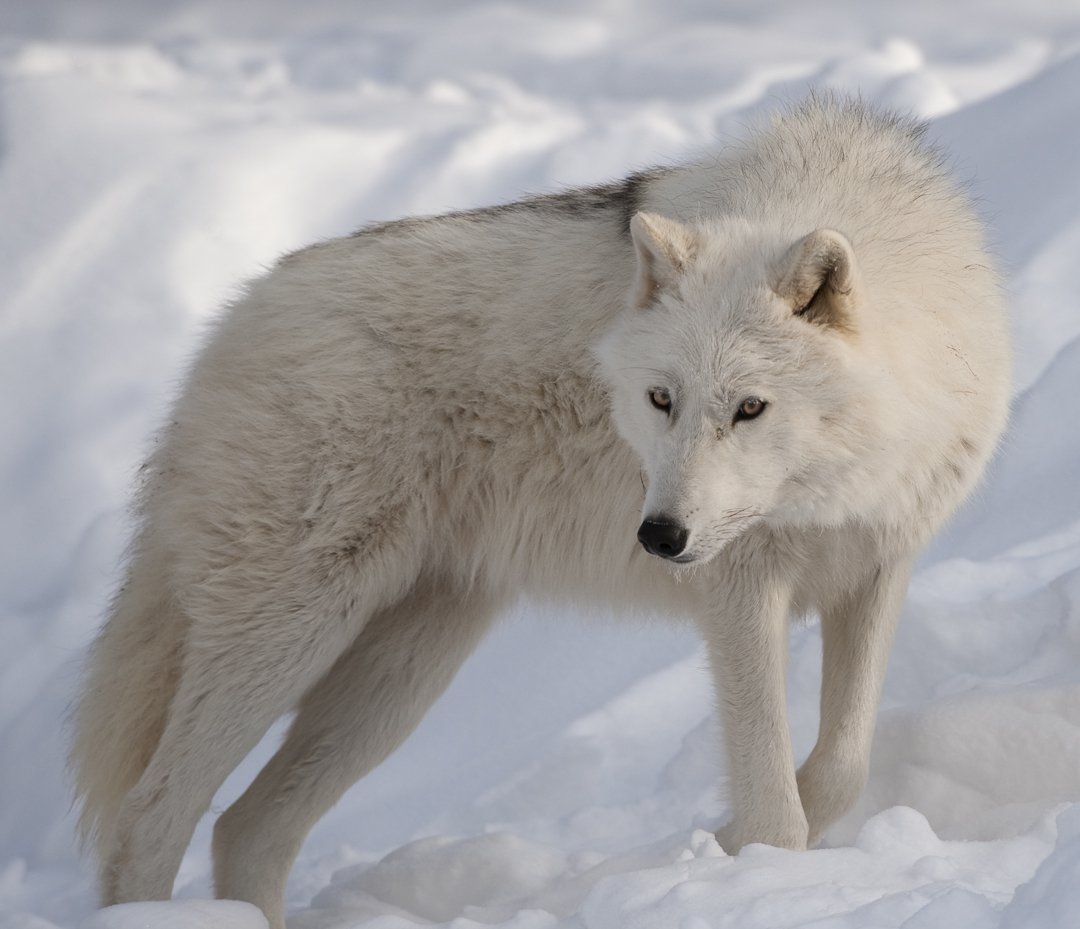 Skunk’s predators are wolves, foxes and badgers.