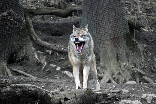 Wolves use facial expressions to show aggression and fear.