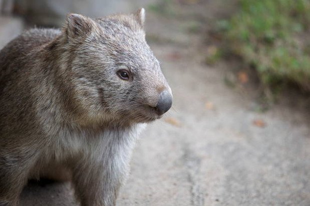 Wombats are the world’s largest burrowing animal.