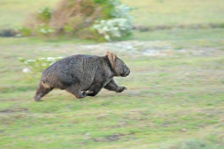Wombats can run up to 25 miles per hour.