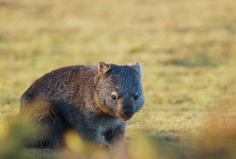 Wombats have fleshy upper and lower lips.