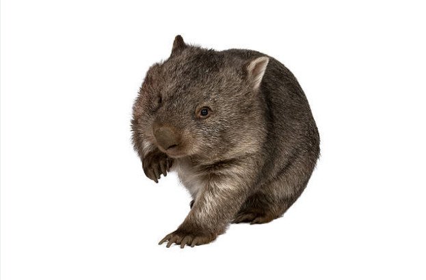 Wombats have slow metabolisms.