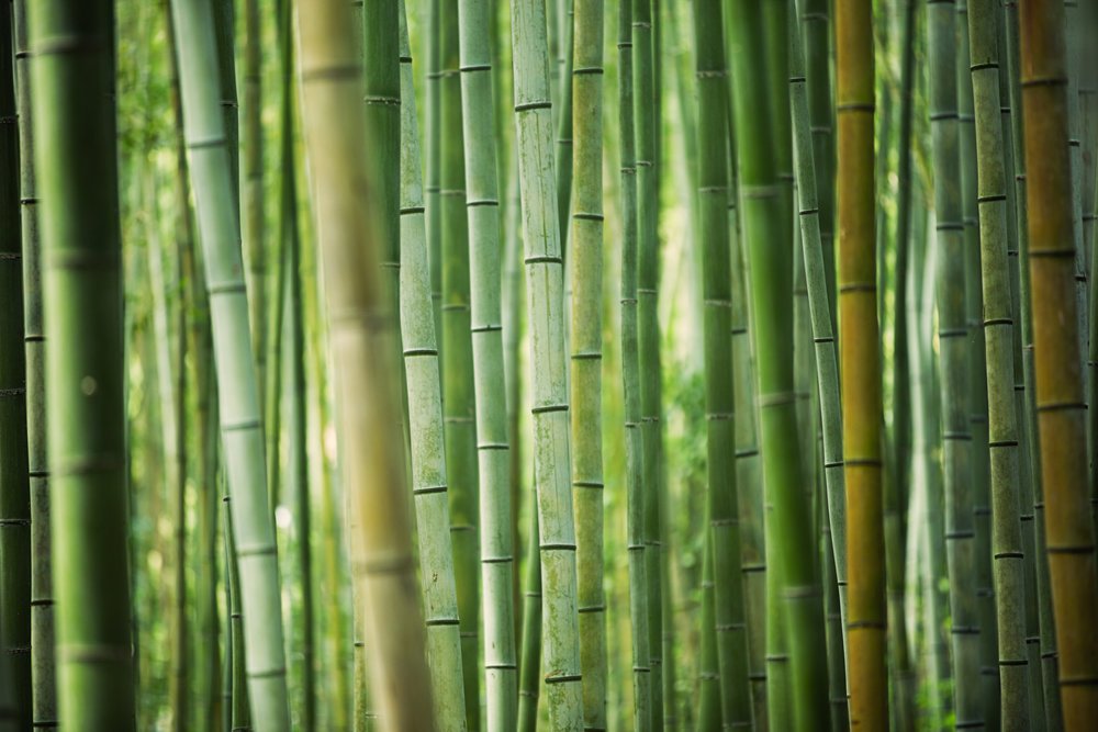 Bamboo