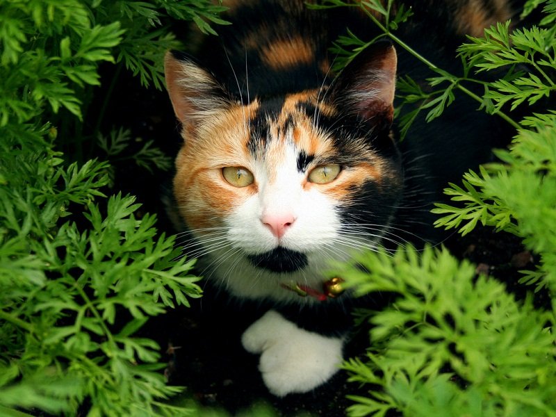  calico cats are pretty aggressive