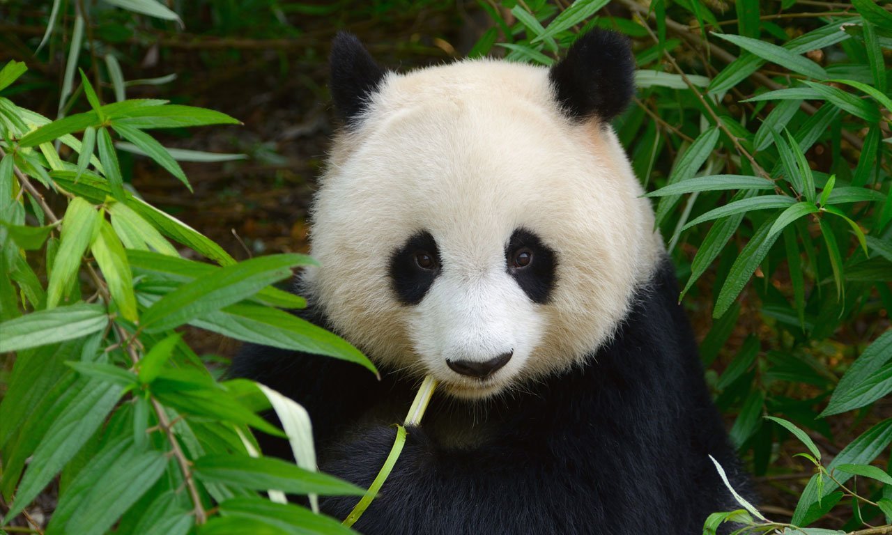 Giant Panda in the Wild