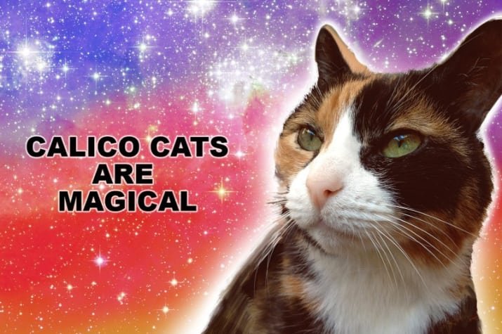 calico cats considered as a good luck omen since 1870’s.