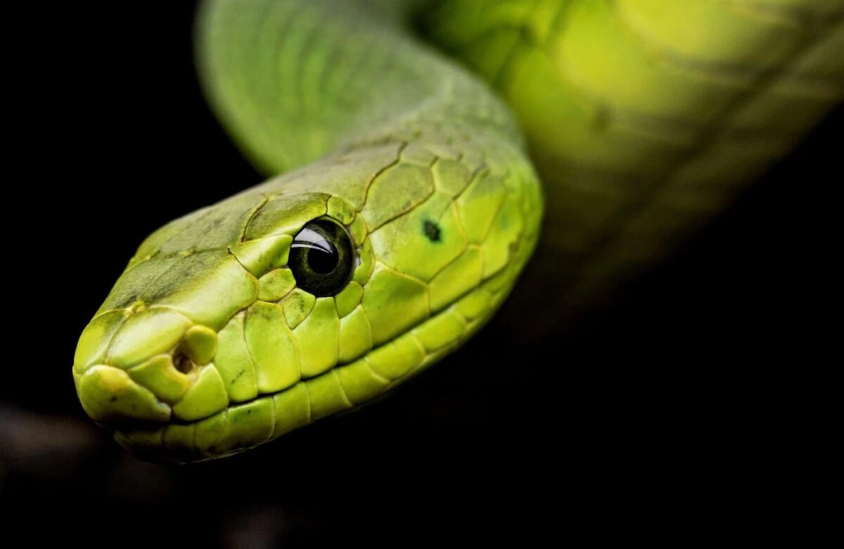 40 Interesting Snake Facts