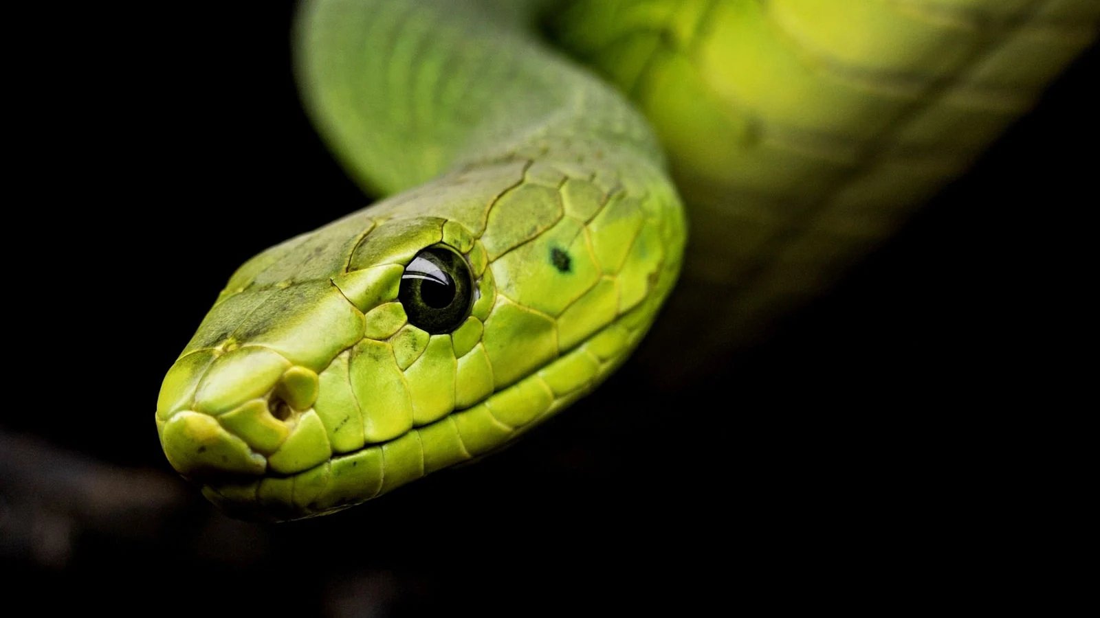  40 Interesting Snake Facts