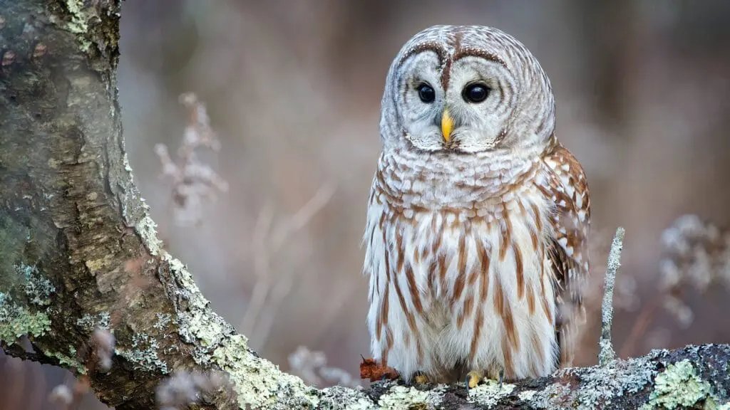 40 Interesting Owl Facts
