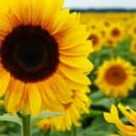 40 Interesting Sunflower Facts
