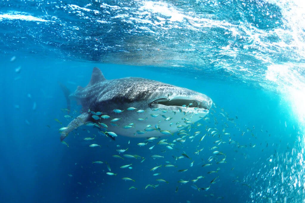 40 Interesting Shark Facts