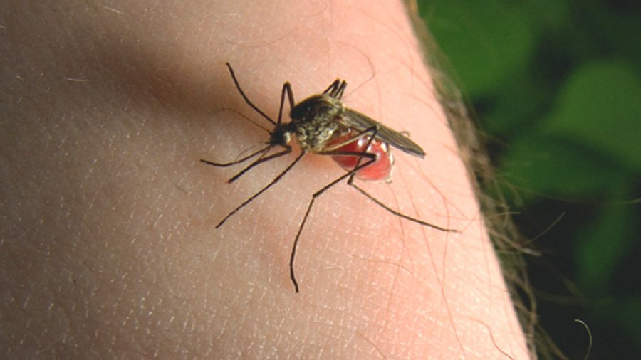 coronavirus mosquito