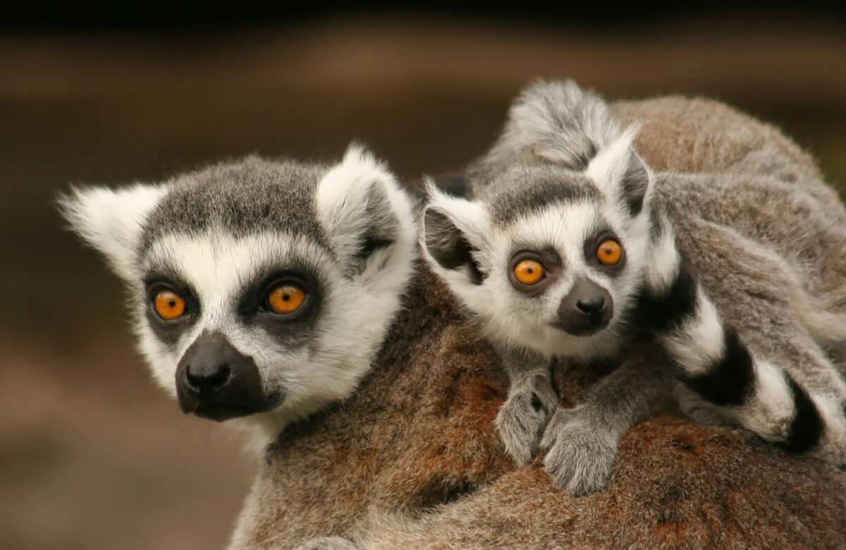 40 Interesting Lemurs Facts