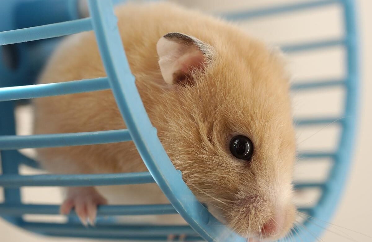 40 Surprising Hamster Facts