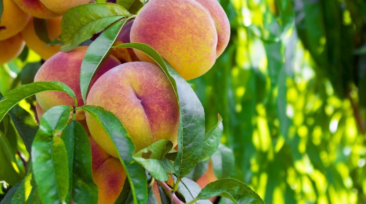 40 Interesting Peach Facts