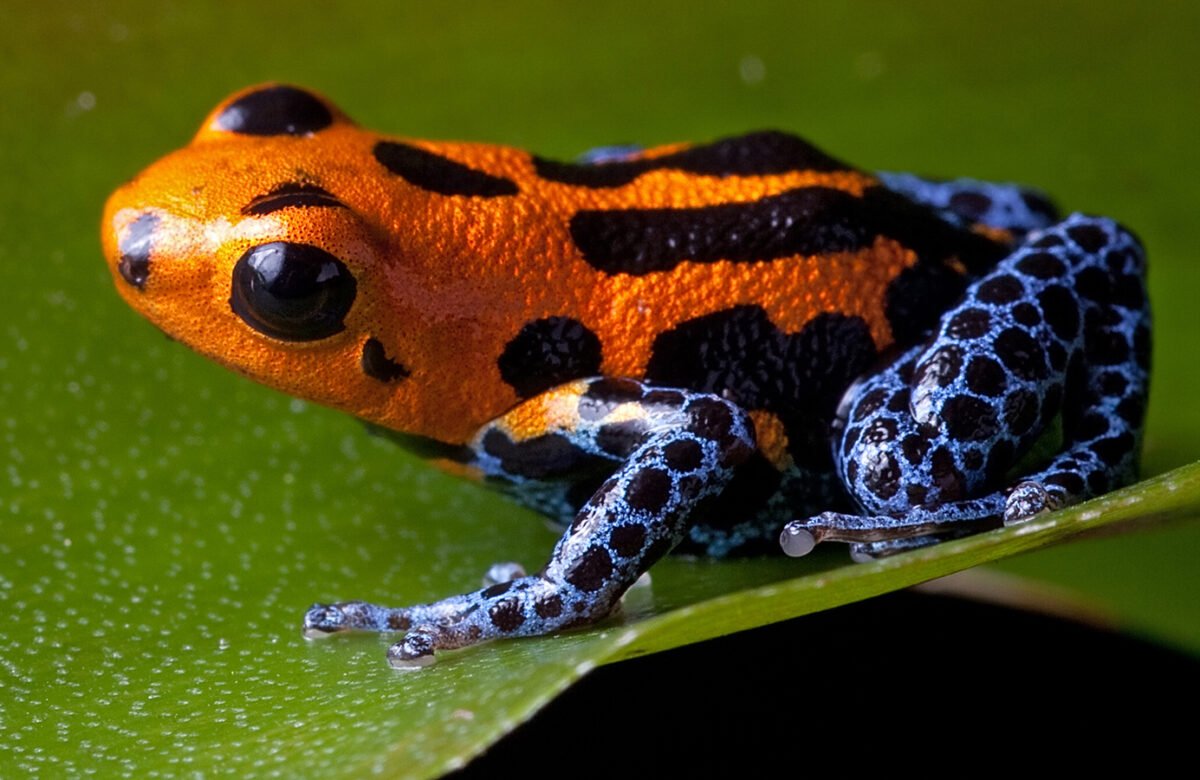 40 Interesting Frog Facts