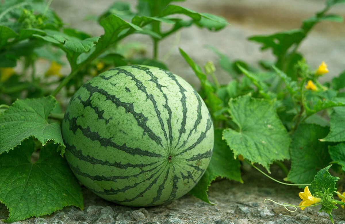 40 Interesting & Unknown Watermelon Facts
