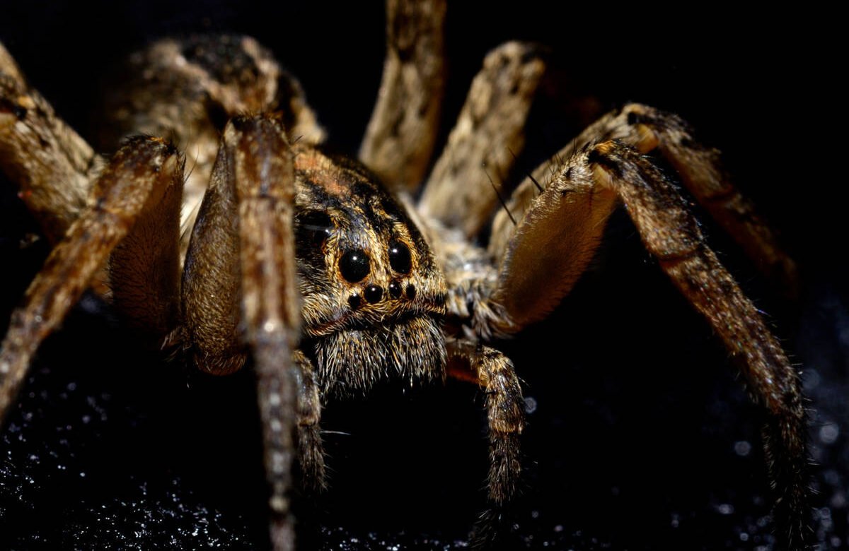 40 Interesting Spider Facts