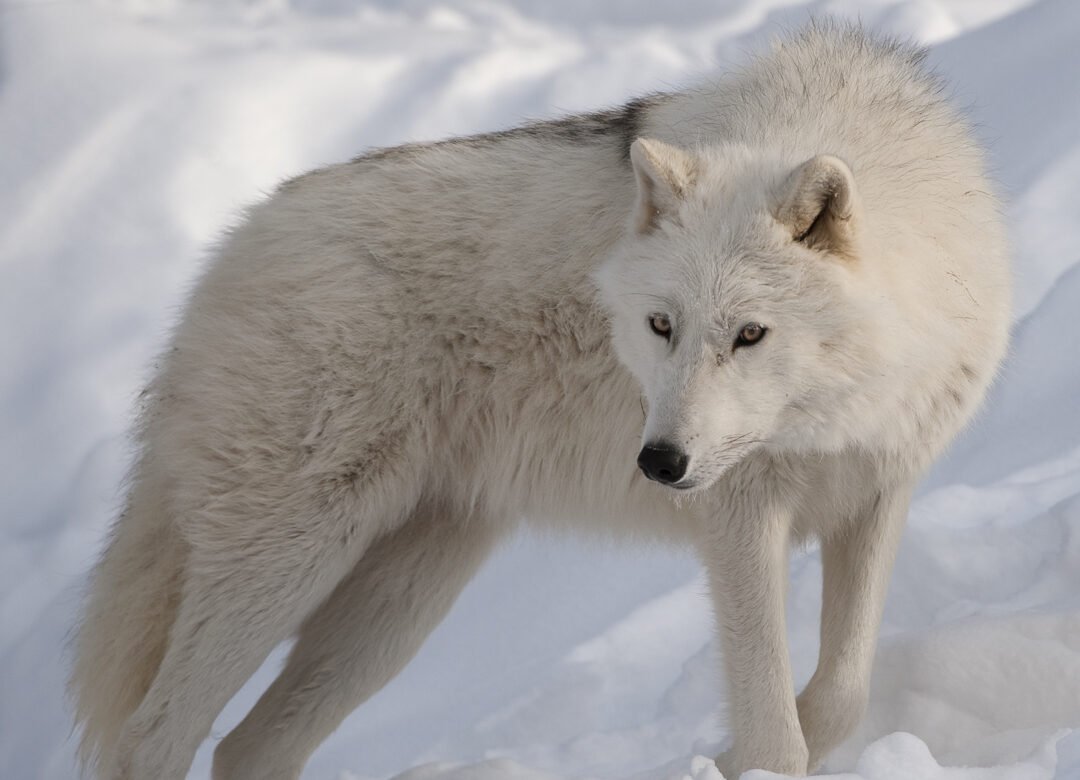 40 Fascinating Wolf Facts